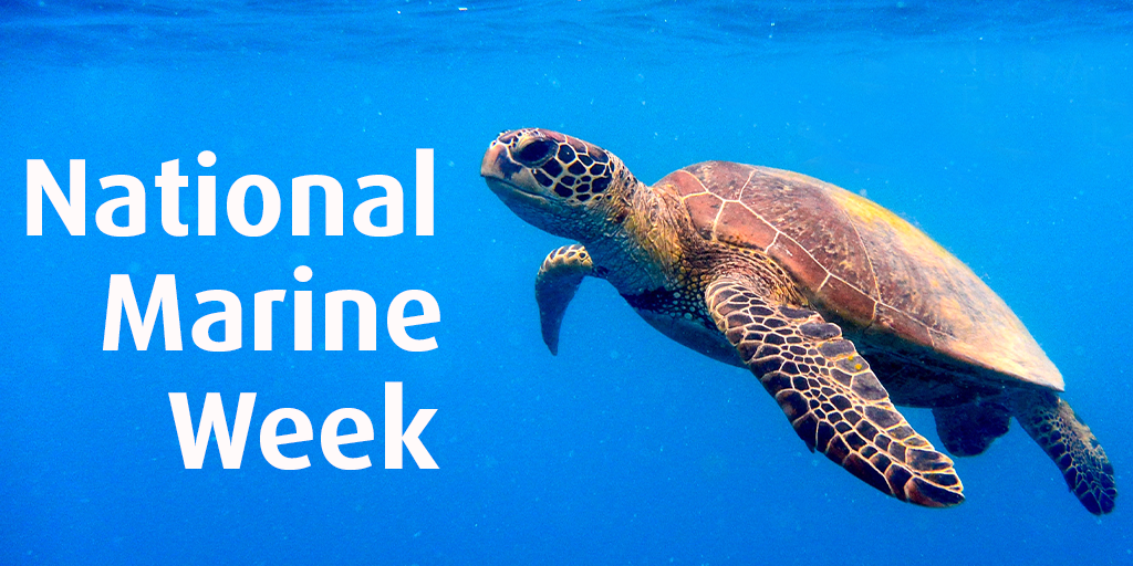 National Marine Week Turtle